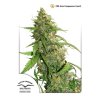 dutch passion auto 3er auto cbd white widow 1