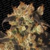 White Berry 10 ks