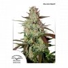 dutch passion auto 100 pack blue automazar