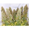 Screenshot 2024 11 19 at 15 22 49 Buy Auto Think Different® Autoflower Cannabis Seeds Dutch Passion UK