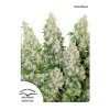 dutch passion auto 100 pack think different