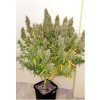 Screenshot 2024 11 26 at 16 23 48 Auto Critical Orange Order Autoflower Critical Orange cannabis seeds