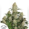Screenshot 2024 11 26 at 16 23 32 Auto Critical Orange Order Autoflower Critical Orange cannabis seeds