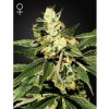 TrainWreck