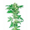 afghani 1 feminized xl