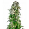 big bud automatic xl