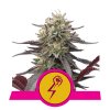 green punch royal queen seeds