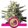 lemon shining silver haze