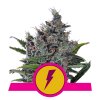 north thunderfuck royal queen seeds