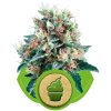 royal creamatic66 1 600x600