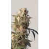 Screenshot 2024 11 19 at 13 58 42 AK 47 Strain ® Originally Bred by Serious Seeds