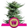 shining silver haze