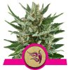 speedy chile fast flowering