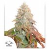 AUTO BANANA BLAZE – DUTCH PASSION