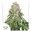 BANANA BLAZE – DUTCH PASSION