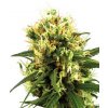 White Haze 5 db autó