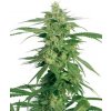 Hollands Hope 10 db Reguler