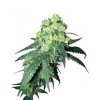 White Label Rhino 10 db Reguler