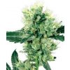White Haze 10 db Reguler