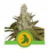 2020 4 01 11 55 59 600x600px pics plants2020 fatbananaauto