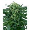 sensi amnesia automatic