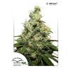 CBD kush 10 ks