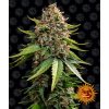 white widow xxl auto