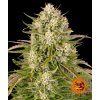wedding cake auto