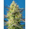 sweet cheese xl auto