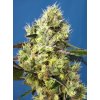 sweet gelato auto