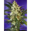 fast bud 2 auto