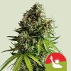 2024 2 27 11 55 10 nyc sour d automatic