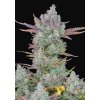 Screenshot 2024 08 08 at 16 19 19 FB Gorilla Cookies Auto 3ks GROWSHOP Growland Slovensko Všetko pre bio pestovanie