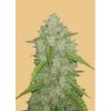 Screenshot 2024 08 08 at 16 21 34 FB Original Amnesia Haze Auto 3ks GROWSHOP Growland Slovensko Všetko pre bio pestovanie