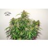 Auto Kerosene Krash autoflower usa genetics usa family high quality cannabisfghAAAAAAAAAAAAAAAAAAAAAAAAAAAAAA