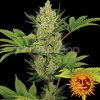 Screenshot 2024 10 28 at 14 31 01 Blue Cheese Auto 3 ks Fem. GROWSHOP Growland Slovensko Všetko pre bio pestovanie