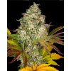 Screenshot 2024 10 28 at 14 39 33 Cookies Kush Auto Weed Strain BARNEYS FARM