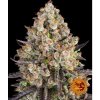 Screenshot 2024 10 28 at 14 55 59 Barney's Farm OG Kush NejSeeds.cz