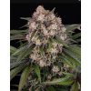Screenshot 2024 10 28 at 15 00 48 OG Kush Auto Weed Strain BARNEYS FARM