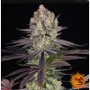 Screenshot 2024 10 28 at 15 07 09 Runtz Weed Strain BARNEYS FARM
