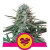 Screenshot 2024 10 28 at 15 20 01 Royal Queen Seeds Wedding Crasher NejSeeds.cz