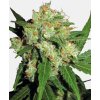 Screenshot 2024 11 18 at 15 03 15 Sensi Skunk Feminized Seeds Sensi Seeds