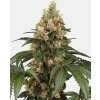 Screenshot 2024 11 18 at 15 33 14 Chocolate Rainbow XXL Feminized Sensi Seeds
