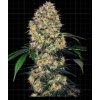 Screenshot 2024 11 18 at 15 41 32 Sensi Amnesia XXL Automatic Seeds Sensi Seeds