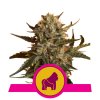 Screenshot 2024 11 19 at 13 37 41 RQS Mother Gorilla 3 ks Fem. GROWSHOP Growland Slovensko Všetko pre bio pestovanie