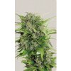 Screenshot 2024 11 19 at 13 55 02 Auto AK 47 Strain ® Originally Bred by Serious Seeds
