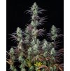 Screenshot 2024 11 19 at 14 24 30 Buy Mimosa Cake Auto Cannabis Seeds Fast Buds