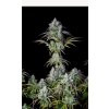 Screenshot 2024 11 19 at 14 36 53 Big Bud Auto Cannabis Seeds – Buy Big Bud Weed Strain Cannabis Yield Review Fast Buds