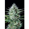 Screenshot 2024 11 19 at 14 39 51 White Widow Auto Cannabis Seeds – Buy White Widow Weed Strain Review Fast Buds