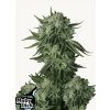 Screenshot 2024 11 19 at 15 00 32 Buy Moby Dick Auto Cannabis Seeds Fast Buds